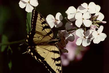 butterfly and flowers